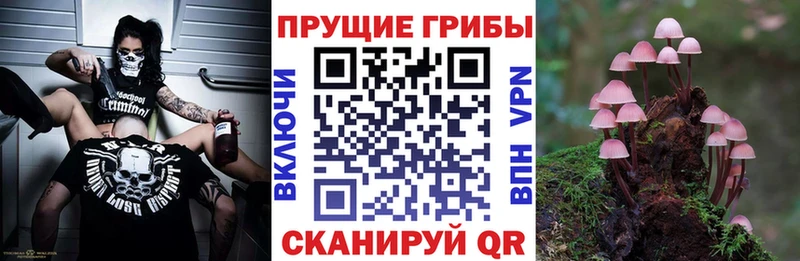 что такое наркотик  Калининск  Галлюциногенные грибы Psilocybe 